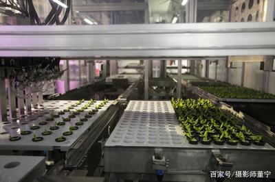 探访全球最大植物工厂 当农业遇见大数据处理